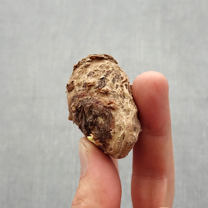 Example of Arum ou Calla à fleurs rose tendre teinté de blanc - Zantedeschia Captain Marrero Bulbe calibre 14+ as you get in printemps