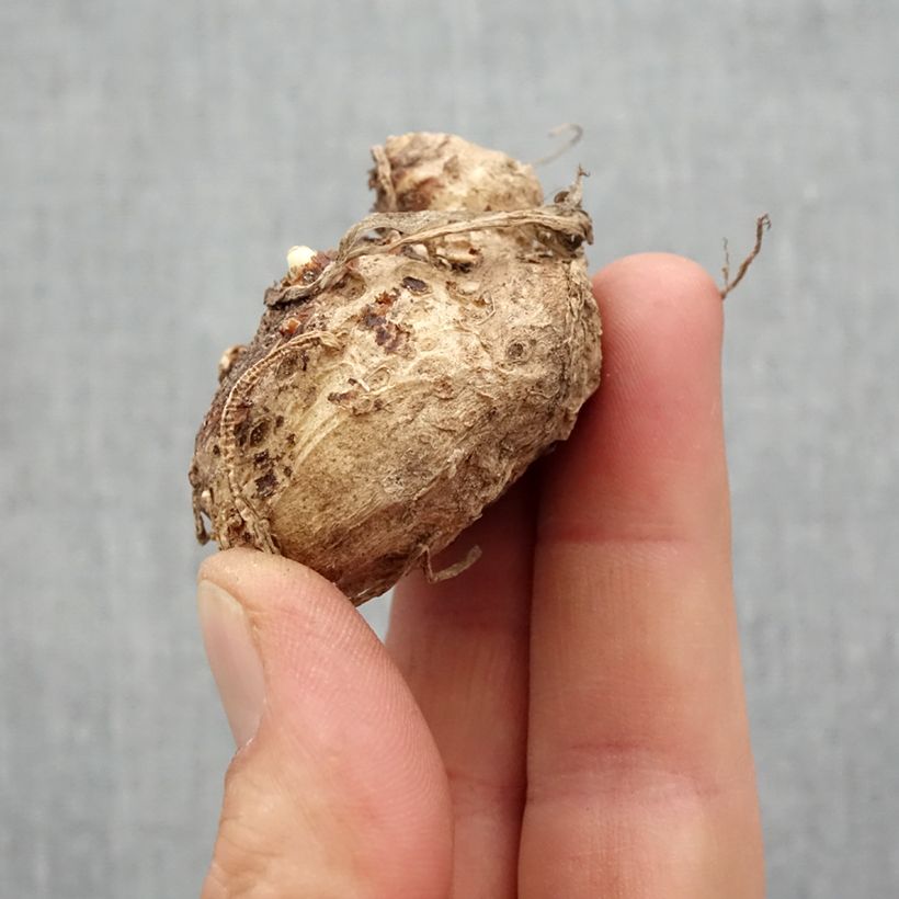 Spécimen de Arum ou Calla à fleurs rouge, orange et jaune - Zantedeschia Captain Fuego Bulbe calibre 14+ tel que livré au printemps