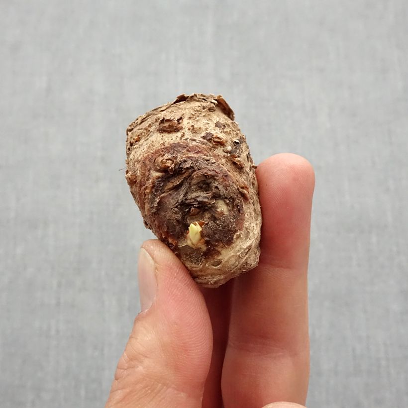 Example of Arum ou Calla bicolore - Zantedeschia Picasso Bulbe calibre 14+ as you get in printemps