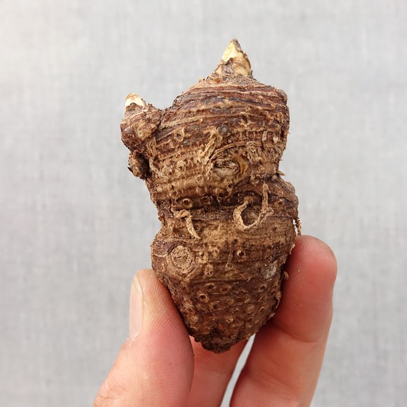 Example of Arum ou Calla blanc - Zantedeschia aethiopica Bulbe calibre 16+ as you get in printemps