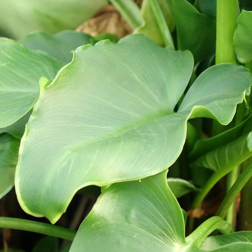 Arum ou Calla blanc - Zantedeschia aethiopica (Foliage)