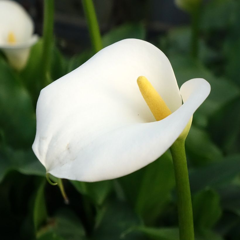 Arum ou Calla blanc - Zantedeschia aethiopica (Flowering)
