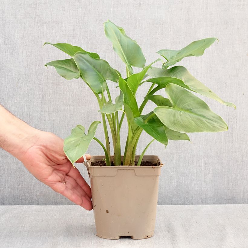 Spécimen de Arum ou Calla blanc - Zantedeschia aethiopica Pot de 2L/3L tel que livré en automne