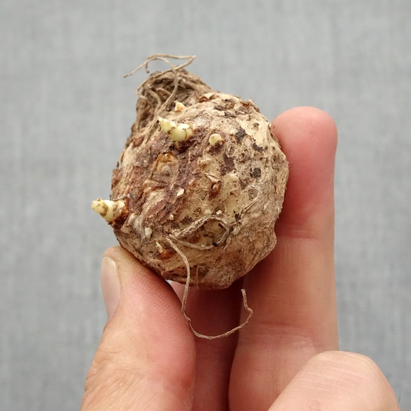 Example of Arum ou Calla jaune - Zantedeschia Black Eyed Beauty Bulbe calibre 14+ as you get in printemps