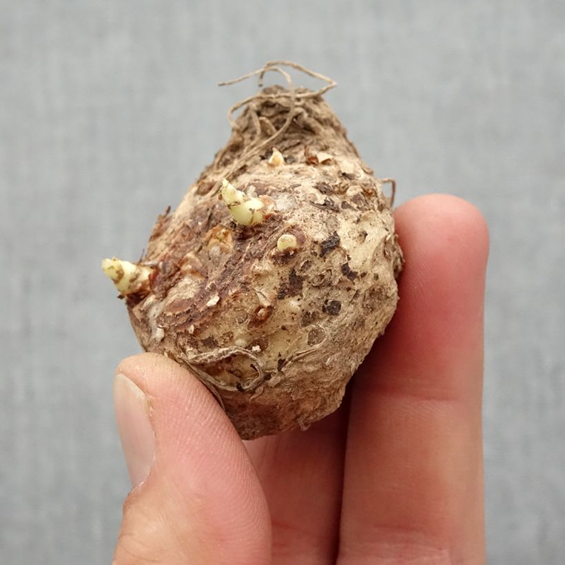 Example of Arum ou Calla mauve lavande - Zantedeschia Lavender Gem Bulbe calibre 14+ as you get in printemps