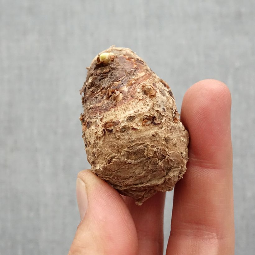 Spécimen de Arum ou Calla rose - Zantedeschia Denver Bulbe calibre 14+ tel que livré au printemps