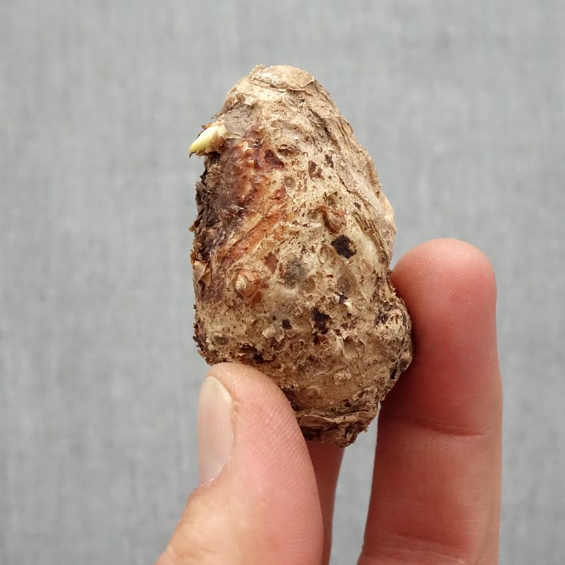 Spécimen de Arum ou Calla rose - Zantedeschia rehmannii Bulbe calibre 14+ tel que livré au printemps