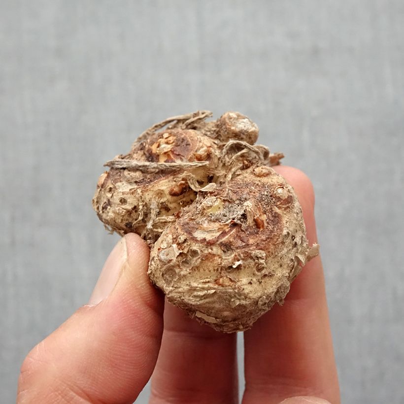 Spécimen de Arum ou Calla rouge framboise - Zantedeschia Red Alert Bulbe calibre 14+ tel que livré au printemps