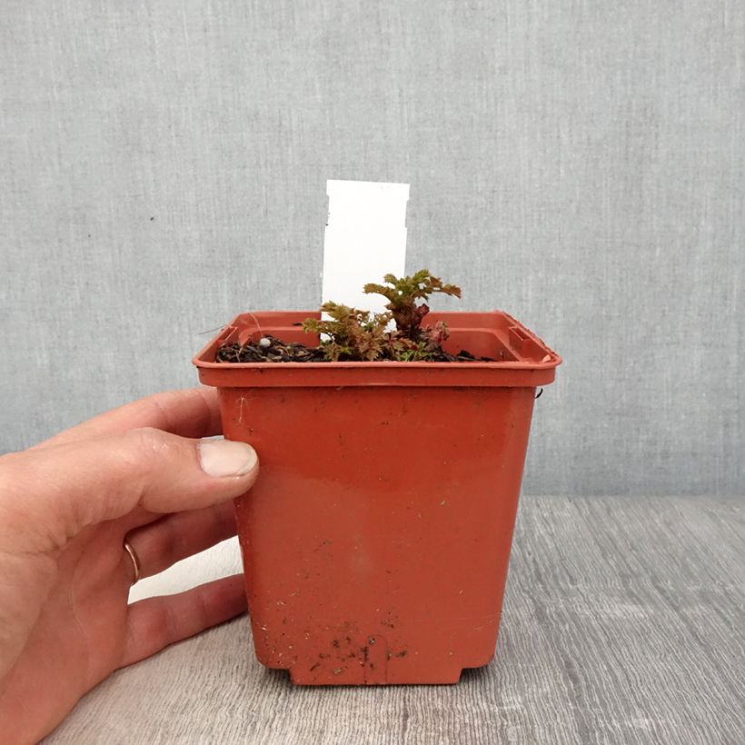 Example of Aruncus Chantilly Lace - Barbe de bouc Pot de 1L/1,5L as you get in printemps