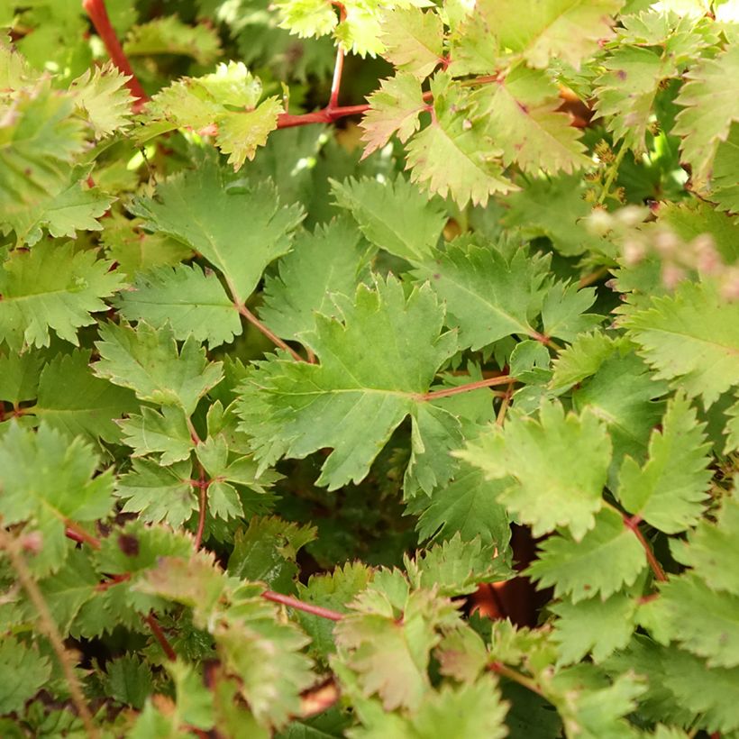 Aruncus Chantilly Lace - Barbe de bouc (Foliage)