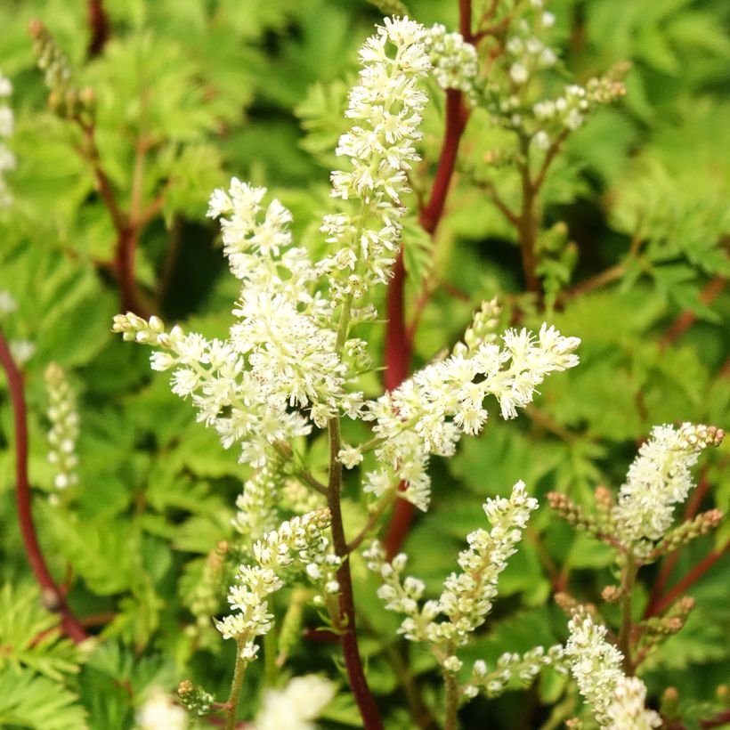 Aruncus dioïcus Kneiffii - Barbe de Bouc (Flowering)