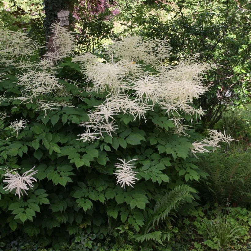 Aruncus dioicus sylvestris, Barbe de Bouc (Plant habit)