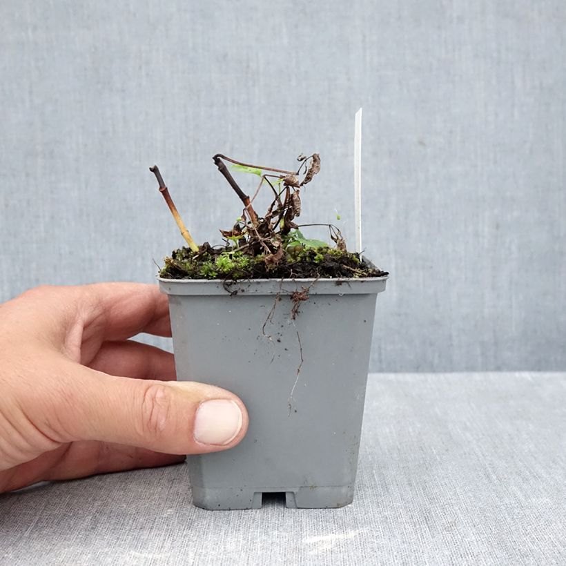 Spécimen de Aruncus dioicus sylvestris, Barbe de Bouc Godet de 7/8 cm tel que livré en automne