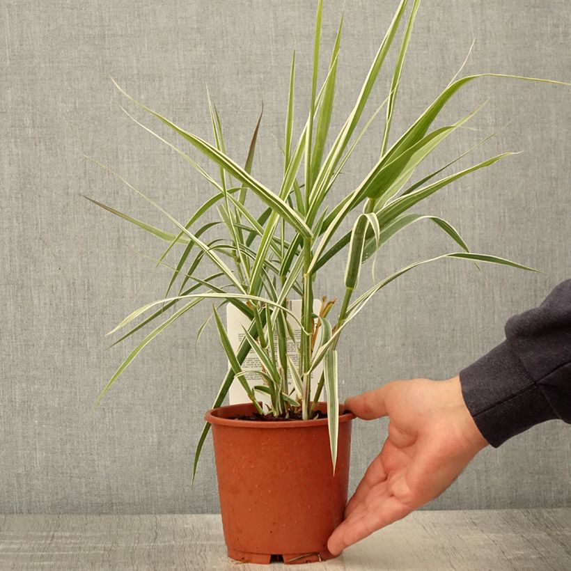 Example of Arundo donax Ely - Canne de Provence Pot de 1L/1,5L as you get in printemps