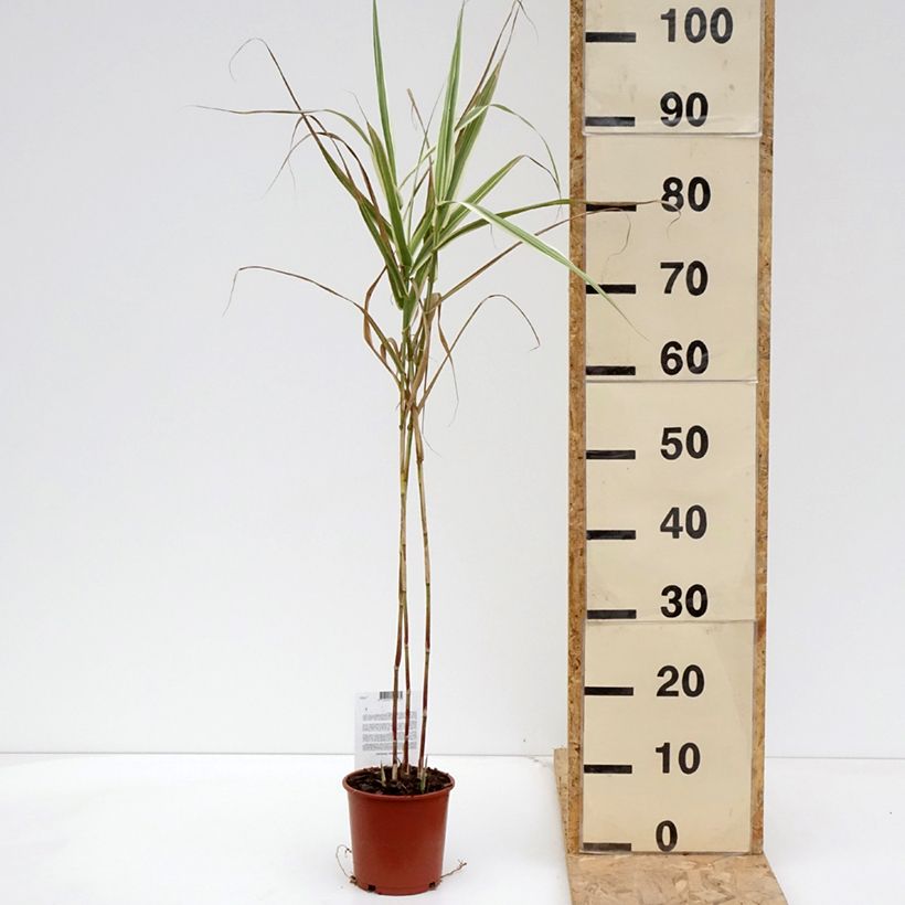 Spécimen de Arundo donax Variegata Versicolor - Canne de Provence Pot de 1L/1,5L tel que livré au printemps