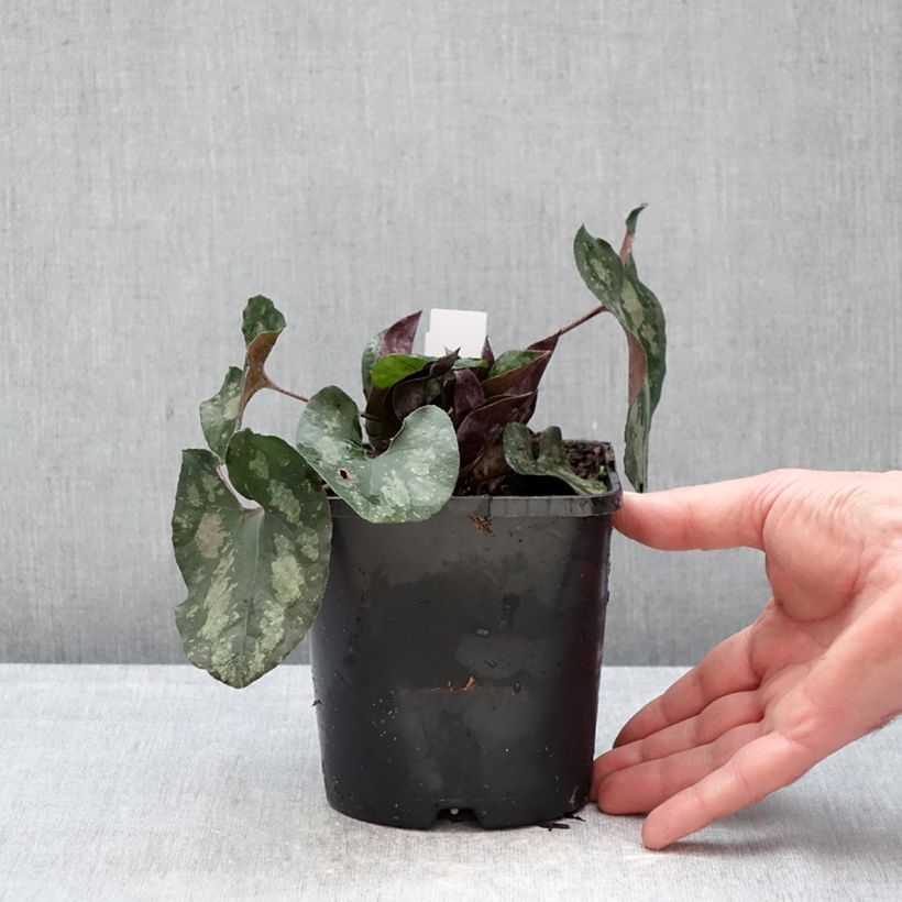 Example of Asarum splendens - Asaret Pot de 1L/1,5L as you get in hiver