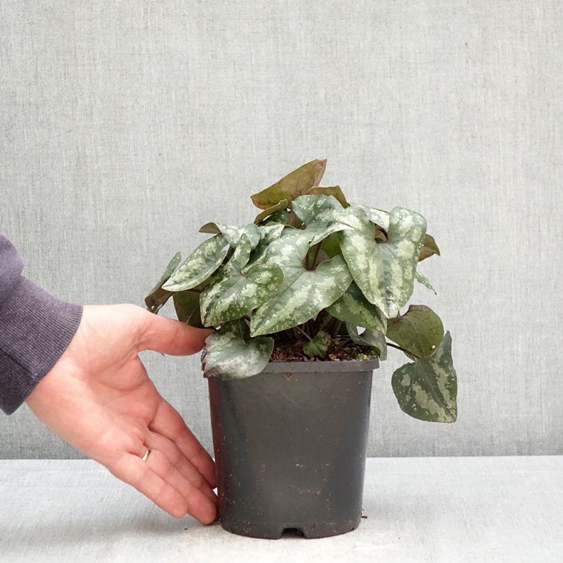 Spécimen de Asarum splendens - Asaret Pot de 1L/1,5L tel que livré au printemps