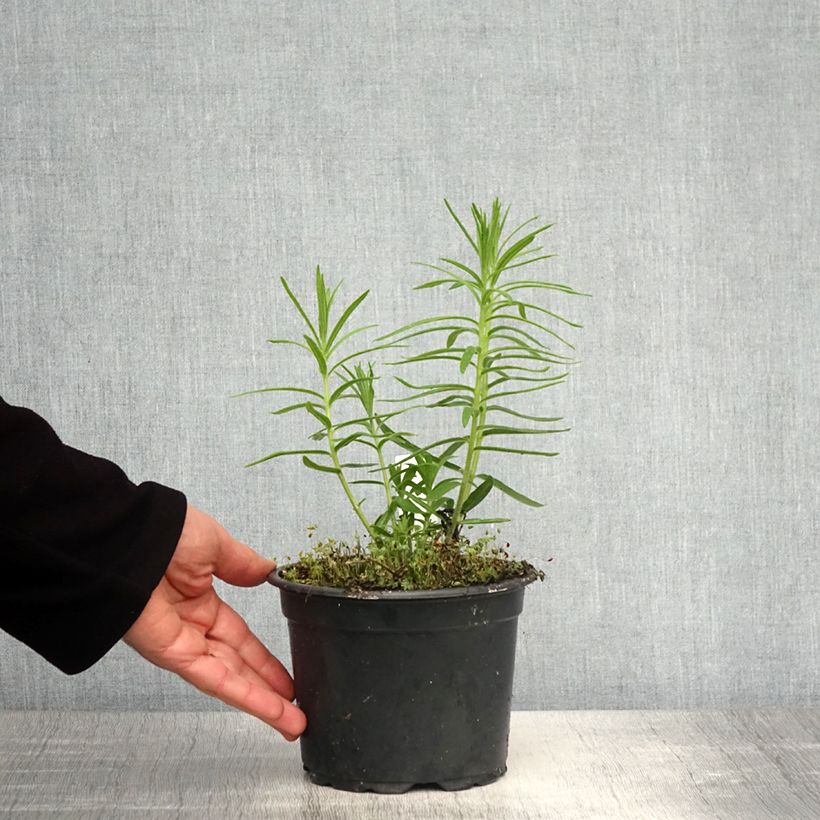 Example of Asclepias tuberosa - Asclépiade tubéreuse Pot de 2L/3L as you get in printemps