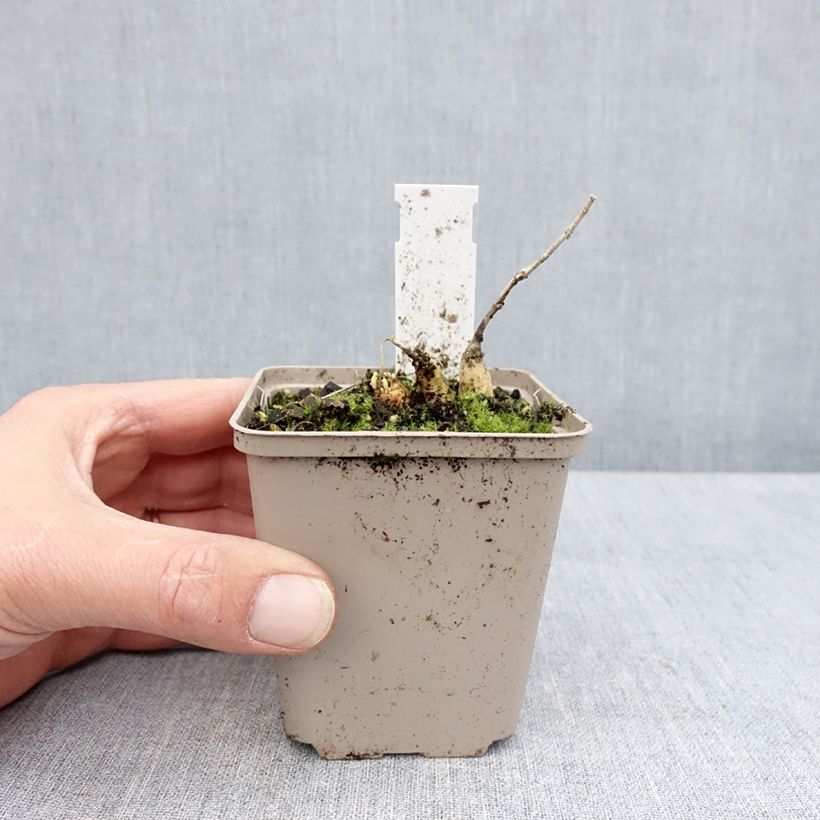 Example of Asclepias tuberosa Hello Yellow - Asclépiade tubéreuse Godet de 8/9 cm as you get in printemps