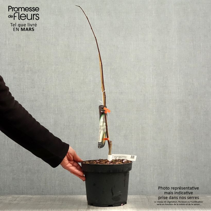 Example of Asimina Sunflower - Pawpaw Pot de 4L/5L as you get in printemps