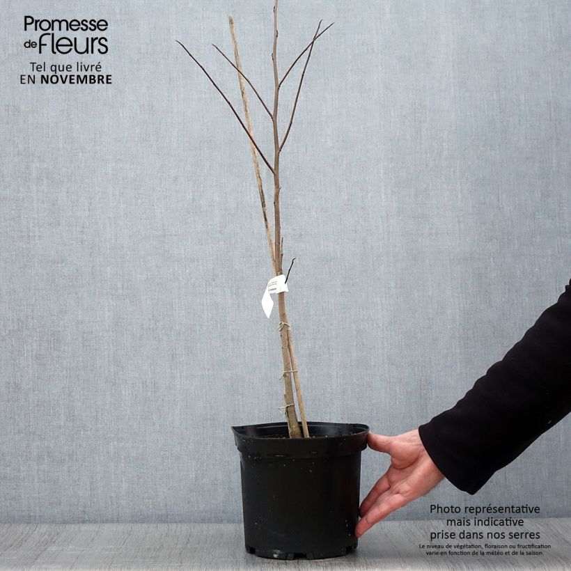 Spécimen de Asimina triloba - Pawpaw Pot de 2L/3L tel que livré en automne