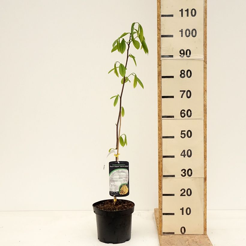 Example of Asimina triloba Shenandoah - Asiminier, Pawpaw Pot de 3L/4L as you get in printemps