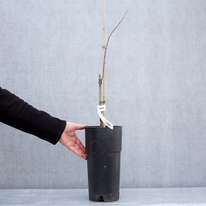 Spécimen de Asimina triloba Summer Delight - Asiminier Paw Paw Pot de 3L/4L tel que livré en hiver