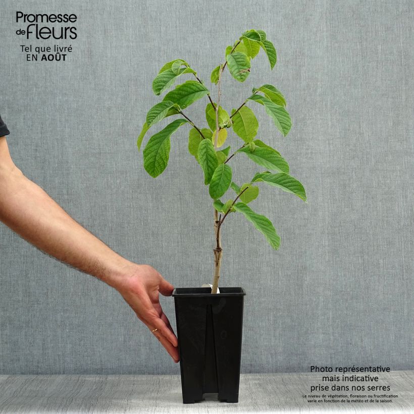 Spécimen de Asimina triloba Susquehanna Peterson Pawpaws Pot de 3L/4L tel que livré en été