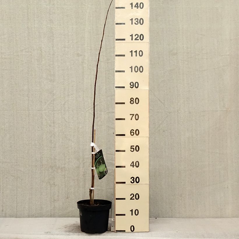 Spécimen de Asimina triloba Wells - Asiminier, Paw-paw Pot de 4L/5L tel que livré au printemps