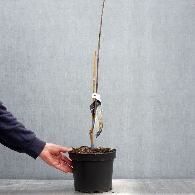 Example of Asimina triloba Allegheny - Pawpaw Pot de 3L/4L as you get in printemps