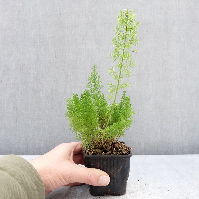 Spécimen de Asparagus densiflorus meyeri - Asparagus queues de chats Godet de 8/9 cm tel que livré en hiver