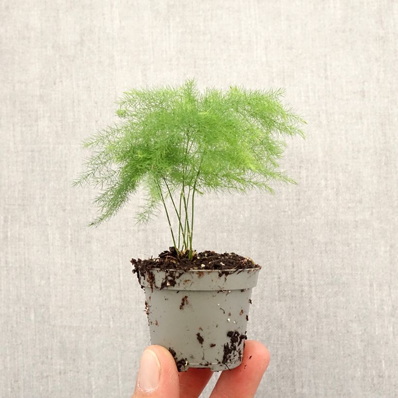 Spécimen de Asparagus plumosus - Asperge des fleuristes Mini-plante tel que livré au printemps