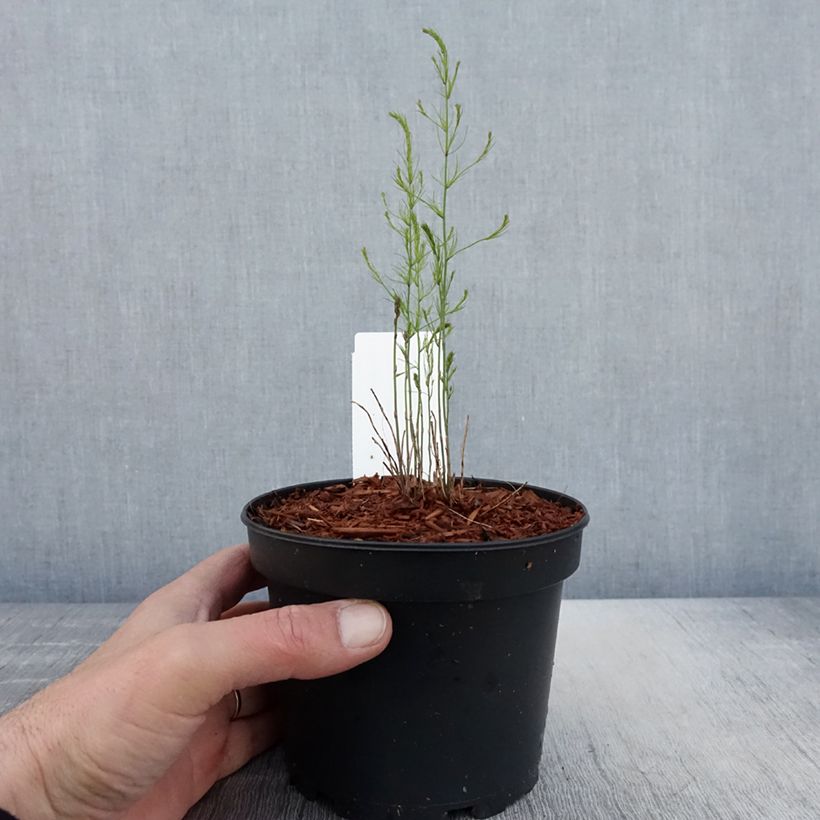Spécimen de Asperge verte Mary Washington - Asparagus officinalis Pot de 1,5L/2L tel que livré au printemps