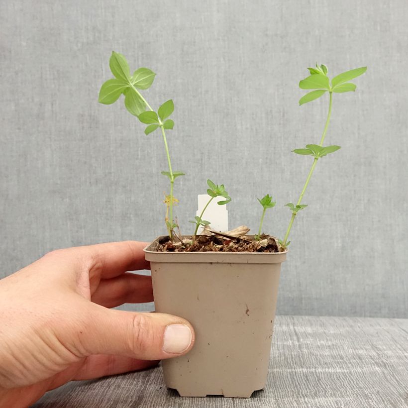 Example of Asperula taurina - Aspérule de Turin Godet de 8/9 cm as you get in printemps