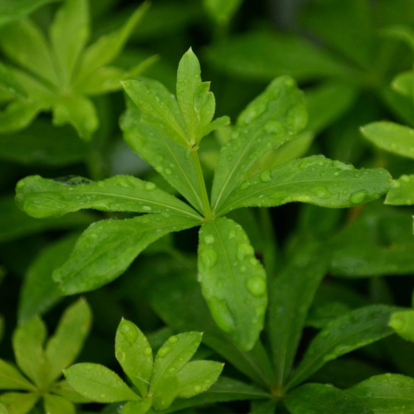 Aspérule odorante - Galium odoratum (Foliage)