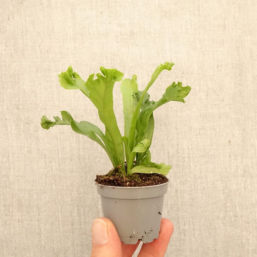 Spécimen de Asplenium antiquum Leslie - Fougère antique Mini-plante tel que livré au printemps