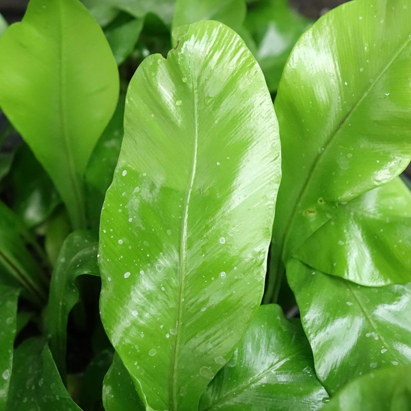 Asplenium nidus - Fougère nid d'oiseau (Feuillage)