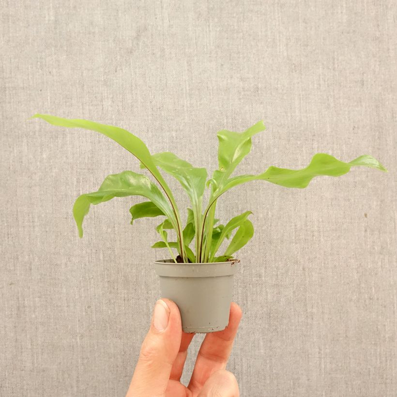 Spécimen de Asplenium nidus - Fougère nid d'oiseau Mini-plante tel que livré au printemps