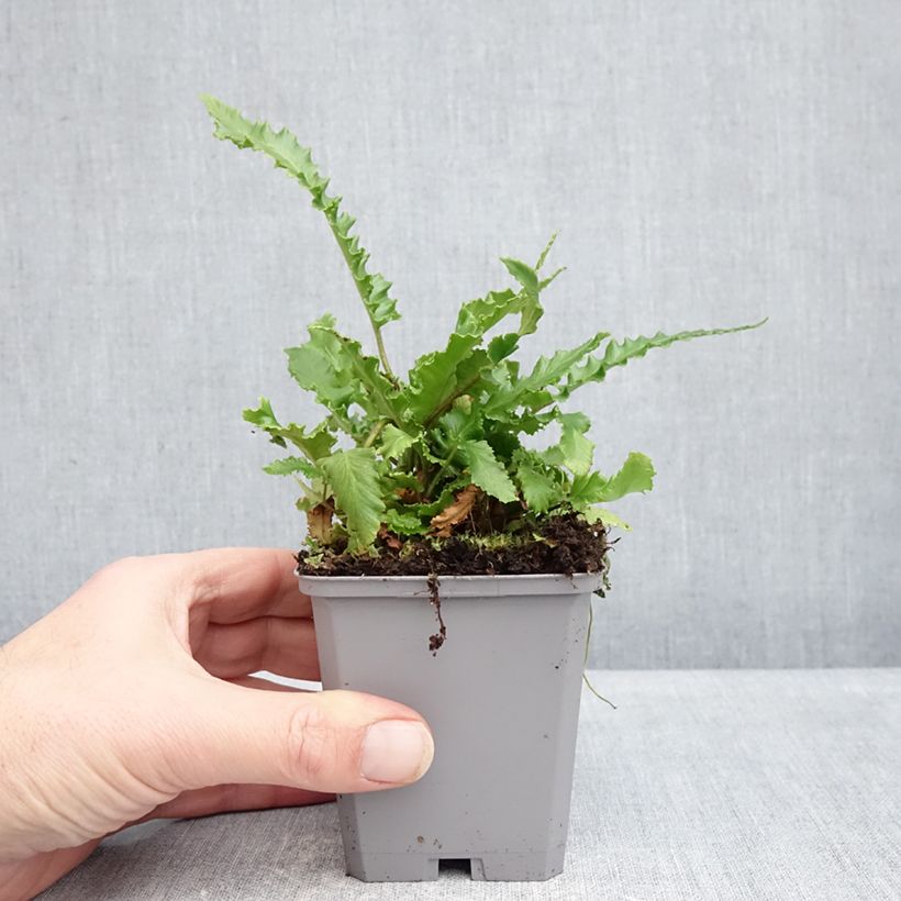 Spécimen de Asplenium scolopendrium Angustifolia - Fougère scolopendre Godet de 8/9 cm tel que livré en hiver