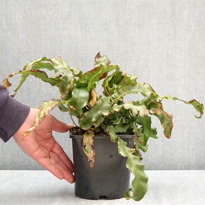Spécimen de Asplenium scolopendrium Undulatum Group - Fougère scolopendre Pot de 2L/3L tel que livré au printemps