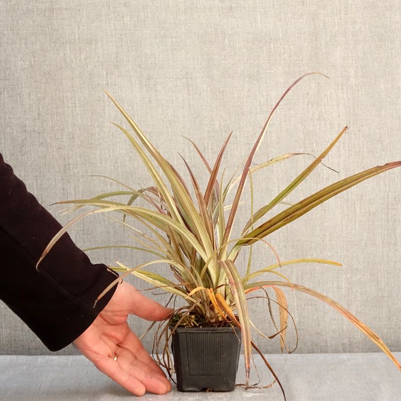 Example of Astelia nervosa Westland Godet de 8/9 cm as you get in hiver