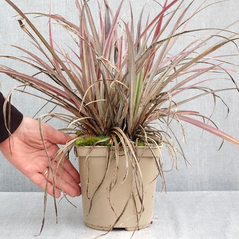 Spécimen de Astelia Red Shadow Pot de 2L/3L tel que livré en automne