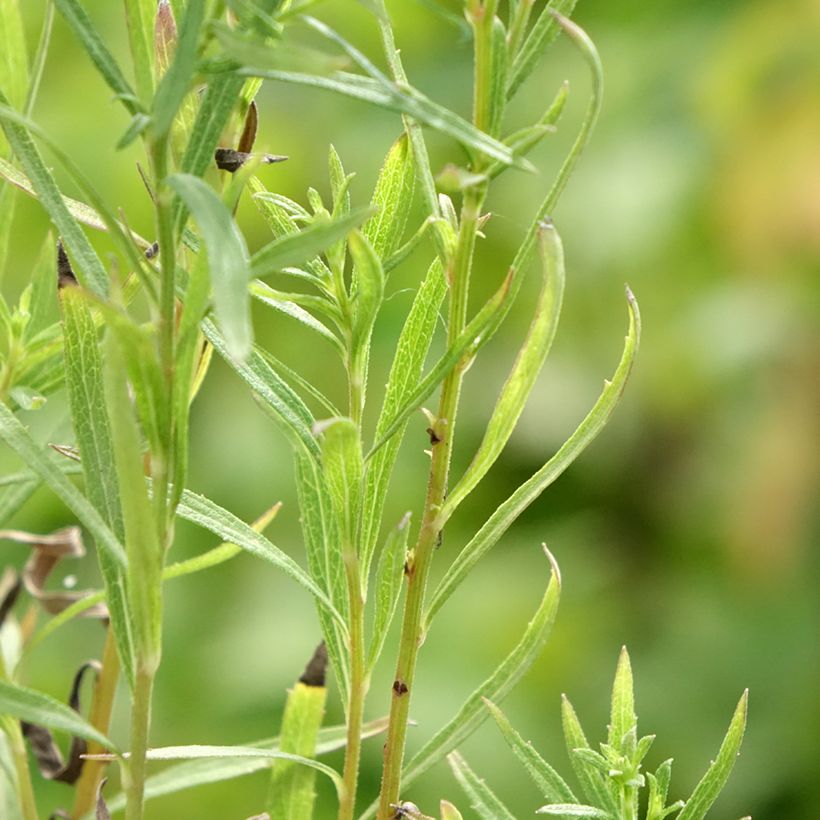 Aster à feuilles de lin - Aster linariifolius (Foliage)
