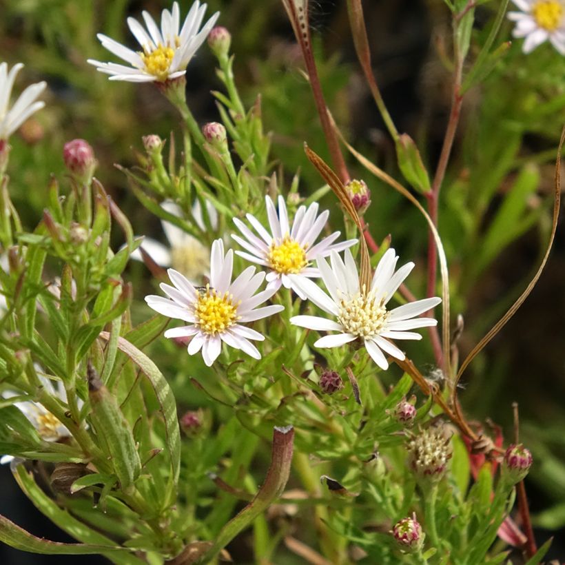 Aster à feuilles de lin - Aster linariifolius (Flowering)