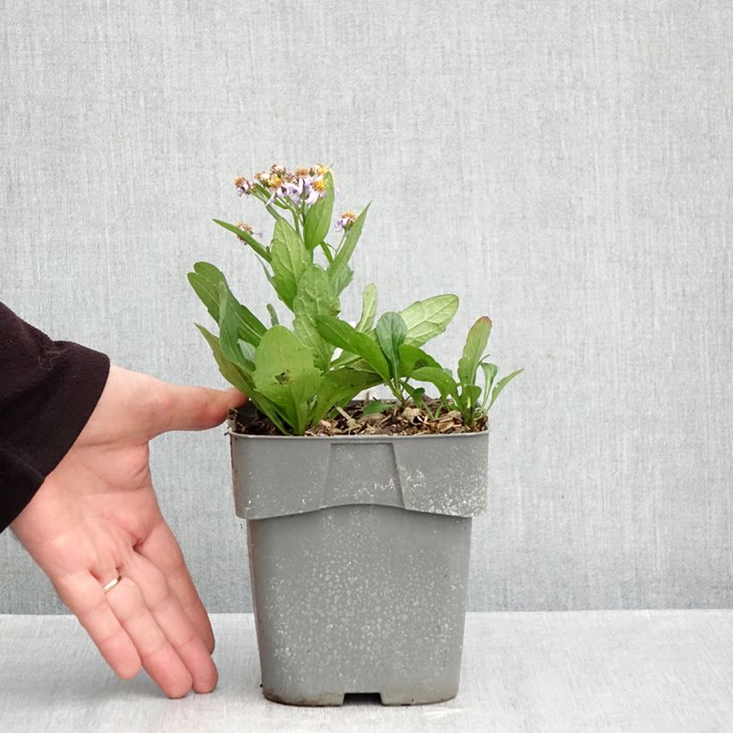 Spécimen de Aster ageratoides Adustus Nanus - Aster nain d'été Pot de 1,5L/2L tel que livré en automne