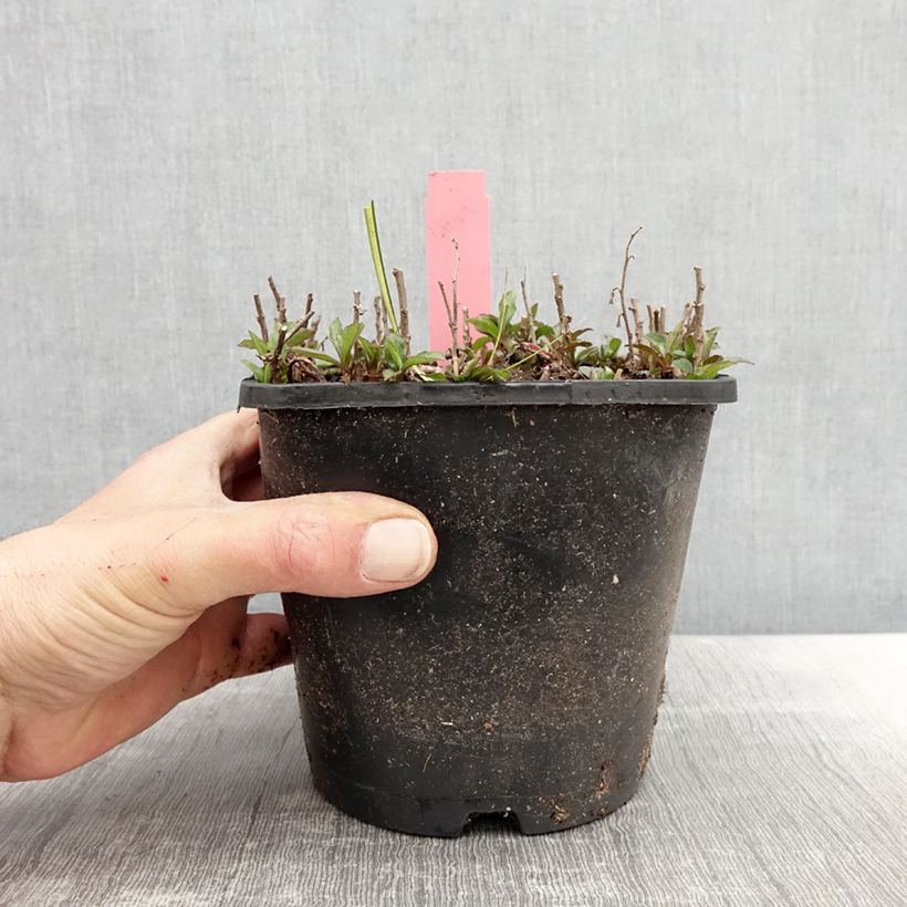 Example of Aster ageratoides Adustus Nanus - Aster nain d'été Pot de 1,5L/2L as you get in printemps