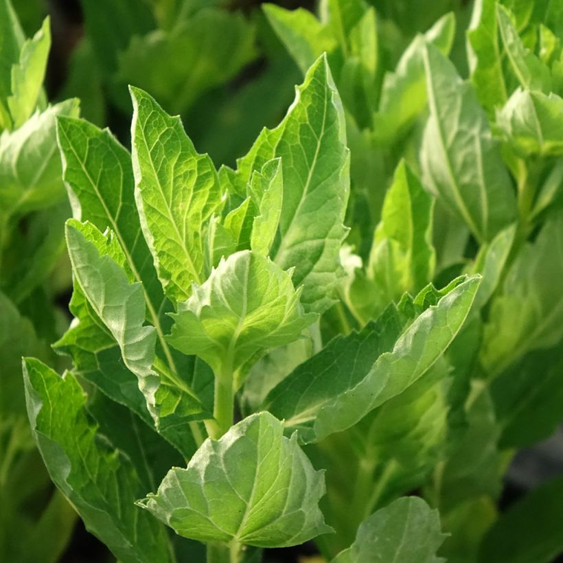 Aster ageratoides Starshine - Aster d'automne (Feuillage)