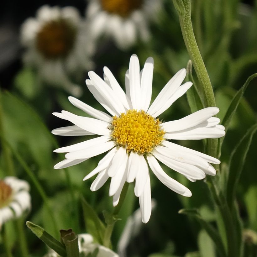 Aster alpinus Albus - Aster des Alpes blanc (Flowering)