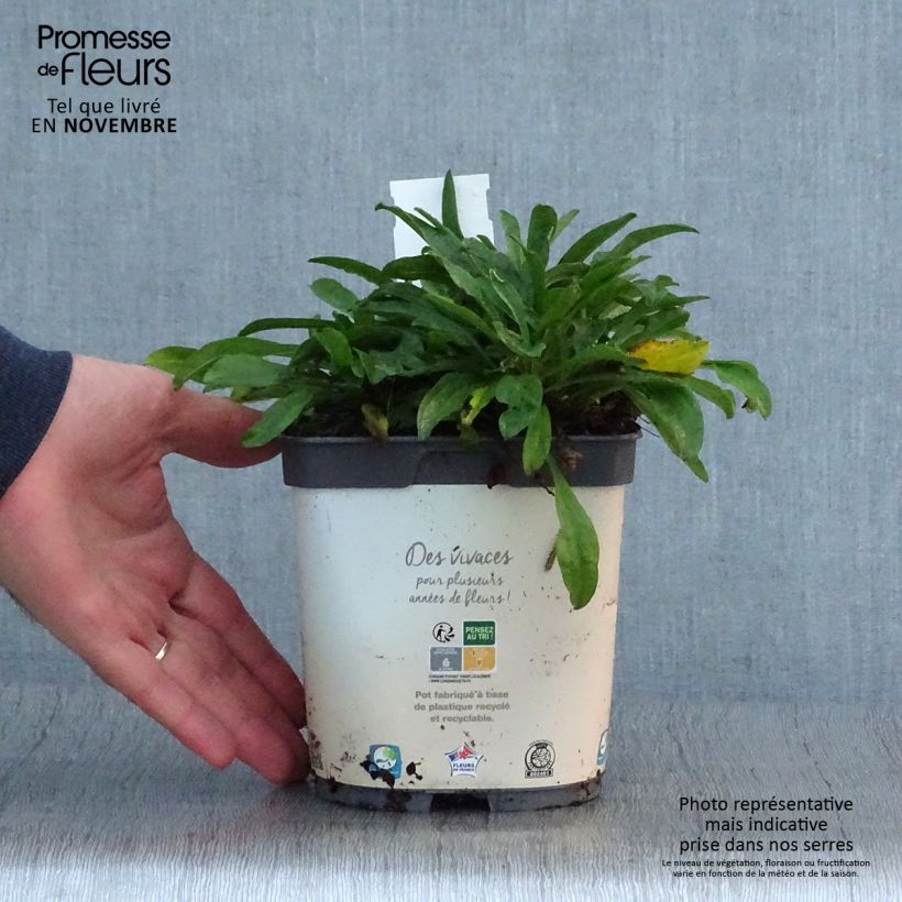 Spécimen de Aster alpinus Albus - Aster des Alpes blanc Pot de 2L/3L tel que livré en automne