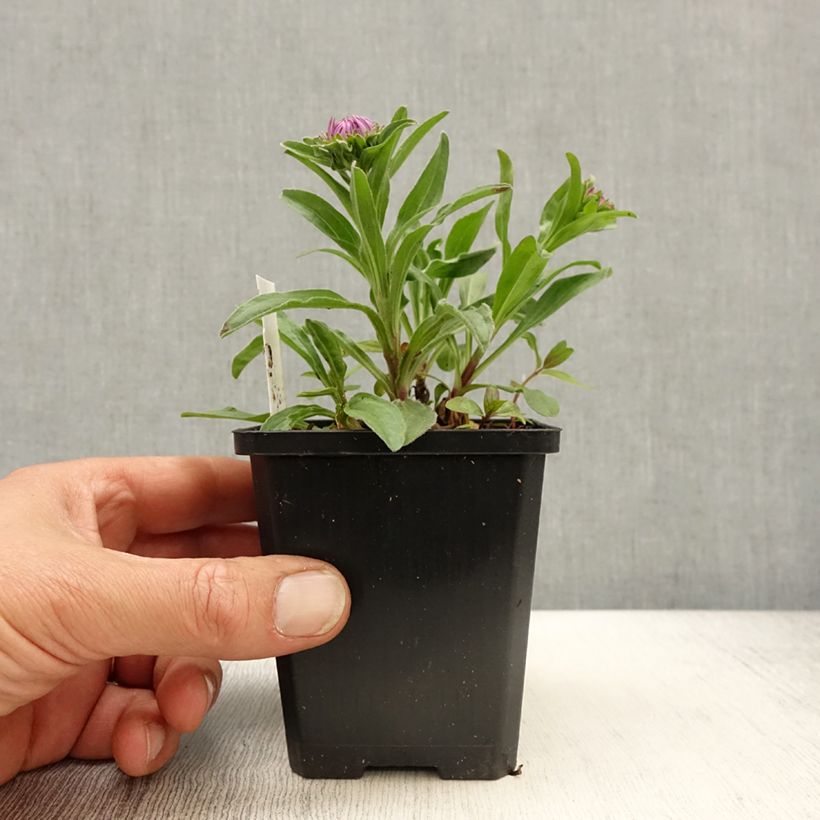 Example of Aster alpinus Blue Beauty - Aster des Alpes Godet de 8/9 cm as you get in printemps